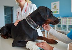 Vita Quotidiana
Nel bosco, nel lago, in libertà